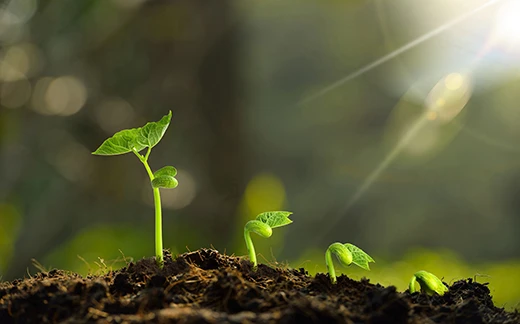 生态种植模式绿色